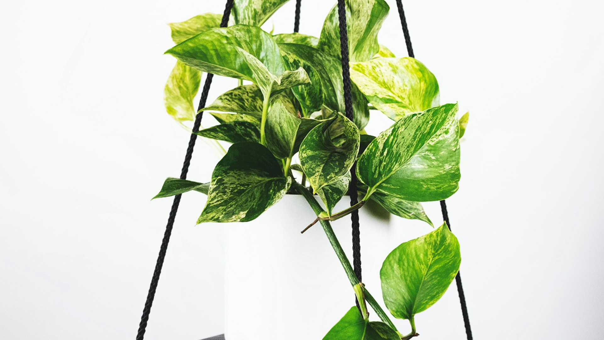 足球世界杯决赛赛场全景，座无虚席的体育场和中央绿茵场